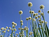 ALLIUM GALANTHUM, SNOWDROP ONION