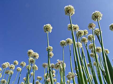 ALLIUM_GALANTHUM_SNOWDROP_ONION