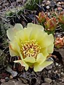 OPUNTIA HUMIFUSA X FRAGILIS SMITHWICK, PRICKLY PEAR