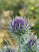 PTILOSTEMON AFER, IVORY THISTLE