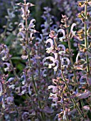 SALVIA SCLAREA, CLARY