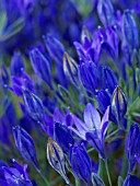 TRITELEIA LAXA, ITHURIELS SPEAR