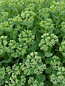 SEDUM SPECTABILE, ICE PLANT