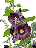 ALCEA ROSEA VAR. NIGRA, HOLLYHOCK