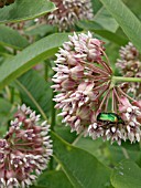 ASCLEPIAS INCARNATA, SWAMP MILKWEED, WITH GREEN BUG