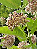 ASCLEPIAS INCARNATA, SWAMP MILKWEED