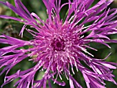 CENTAUREA NIGRA, BLACK KNAPWEED