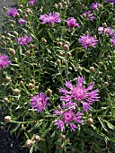 CENTAUREA NIGRA, BLACK KNAPWEED