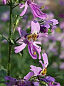 SCHIZANTHUS PINNATUS, BUTTERFLY FLOWER