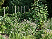 BORAGO OFFICINALIS, BORAGE, PHASEOLUS VULGARIS VAR. VULGARIS, GREEN BEAN, LYCOPERSICON ESCULENTUM, TOMATO