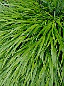 HAKONECHLOA MACRA, JAPANESE FOREST GRASS