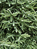 ABIES PINSAPO, SPANISH FIR