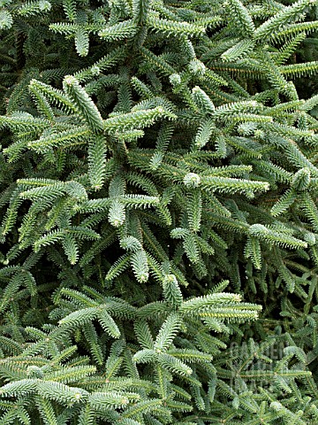 ABIES_PINSAPO_SPANISH_FIR