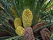 MACROZAMIA COMMUNIS, CYCAD