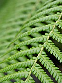 DICKSONIA ANTARCTICA, TREE FERN