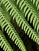 DICKSONIA ANTARCTICA, TREE FERN