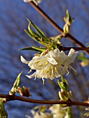 LONICERA X PURPUSII, HONEYSUCKLE