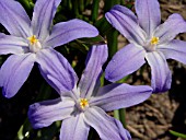 CHIONODOXA LUCILIAE, GLORY OF THE SNOW