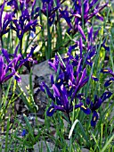 IRIS RETICULATA, DWARF IRIS