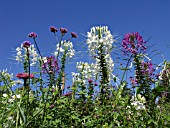 CLEOME SPINOSA, SPIDER FLOWER