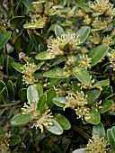 BUXUS BALEARICA