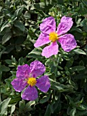 CISTUS ALBIDUS, ROCK ROSE