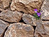 VIOLA CORSICA, CORSICAN VIOLET