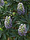 ECHIUM CANDICANS, PRIDE OF MADEIRA