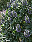 ECHIUM CANDICANS, PRIDE OF MADEIRA