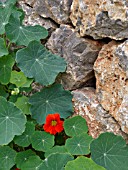 TROPAEOLUM MAJUS, NASTURTIUM