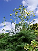 FERULA COMMUNIS, GIANT FENNEL