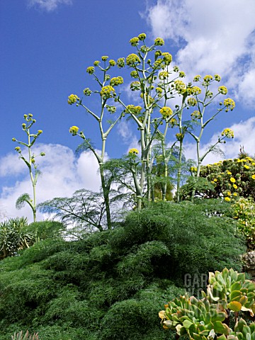 FERULA_COMMUNIS_GIANT_FENNEL