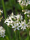 ALLIUM SATIVUM, (GARLIC) FLOWERS