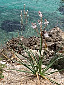 ASPHODELUS AESTIVUS, COMMON ASPHODEL