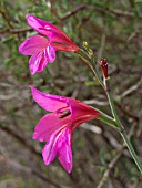 GLADIOLUS ILLYRICUS