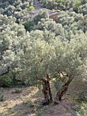 OLEA EUROPAEA, OLIVE TREE