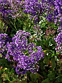 LIMONIUM SVENTENII