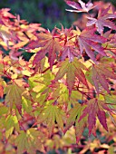 ACER PALMATUM SANGOKAKU, JAPANESE MAPLE