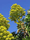 AEONIUM HOLOCHRYSUM