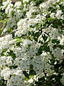 CRATAEGUS MONOGYNA SUBSP. MONOGYNA, (FLOWERING HAWTHORN)