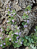 GLECHOMA HEDERACEA, GROUND IVY