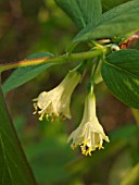 LONICERA CAERULEA VAR. ALTAICA