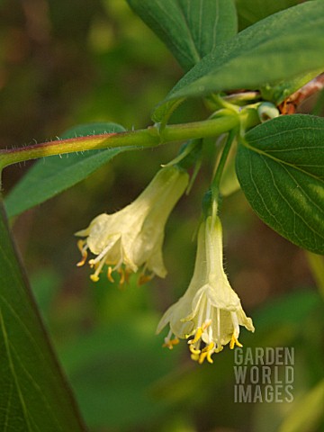 LONICERA_CAERULEA_VAR_ALTAICA