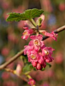 RIBES SANGUINEUM