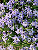 IPHEION UNIFLORUM