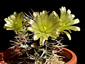 ECHINOCEREUS DAVIDII