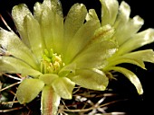 ECHINOCEREUS DAVIDII