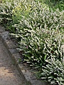 ERICA CARNEA SNOW QUEEN