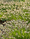 CAREX MONTANA, (MOUNTAIN SEDGE)