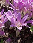 COLCHICUM SPEC., AUTUMN CROCUS